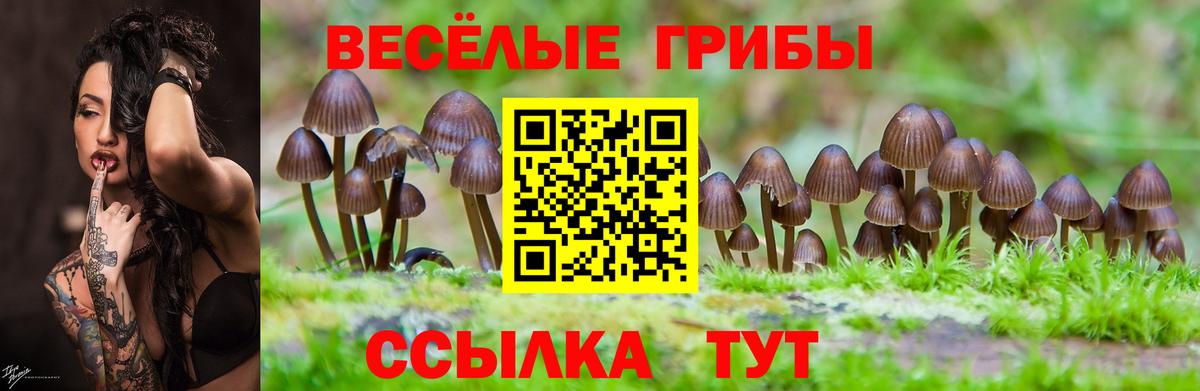 Псилоцибиновые грибы Psilocybe  Галлюциногенные грибы MAGIC MUSHROOMS  Вход с VPN  Черкесск 